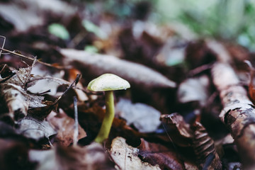 Champignon et ambiance d'automne en forêt