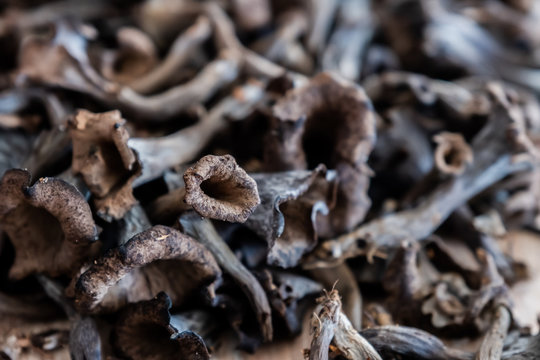 Champignons trompettes de la mort ramass&eacute;s en foret