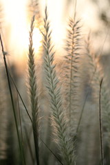 Fototapeta premium Flowering grass tree with light yellow background