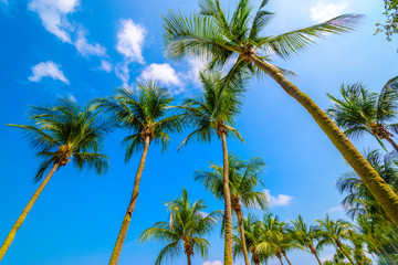 Fototapeta na wymiar Palm trees on the beautiful blue sky background.