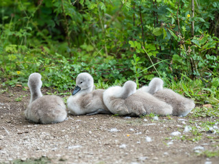 Swan and Cygnets. Attenborough Reserve.