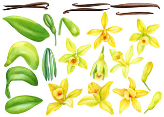 Set of flowers, leaves, pods, buds, vanilla on an isolated transparent background, watercolor illustration, hand drawing, botanical painting, beutiful tropical flora