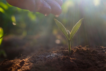 Growing plant,Young plant in the morning light on ground background, New life concept.Small plants on the ground in spring.fresh,seed,Photo fresh and Agriculture concept idea.