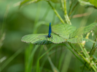 Banded demoiselle resting on a leaf