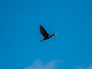 Cormorant  flying over Attenborough Reserve