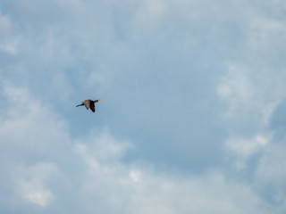 Cormorant  flying over Attenborough Reserve