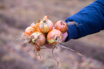 Fototapeta na wymiar The farmer is in the field and boasts his bulb onion harvest. In the hands holding ripe onion. Illustrative photo to the topic of organic farming and healthy eating.