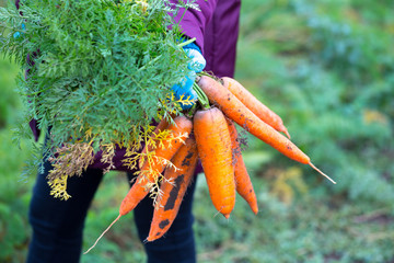 The farmer is in the field and boasts his carrots harvest. In the hands holding ripe carrots roots. Illustrative photo to the topic of organic farming and healthy eating.