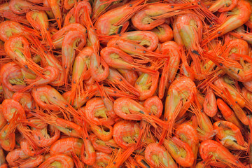 Shrimps 4