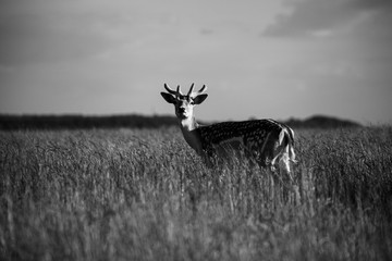 Deer