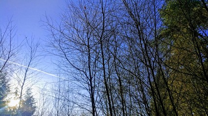 Bright winter blue sky in Setthorns Inclosure New Forest UK