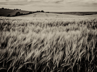 Sepia Wheat Field