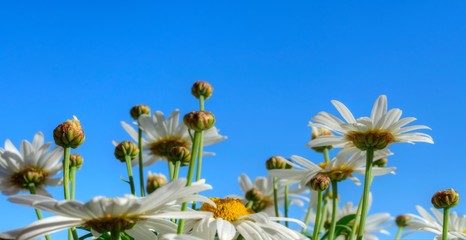 Bottom up view of daisy flowers. Bellis perennis blooming with a blue sky background. © Mlle Sonyah