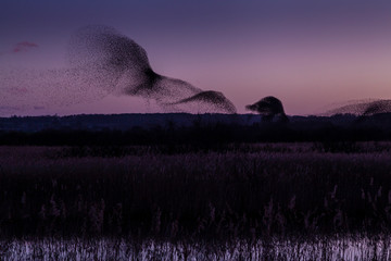 starlings remuneration