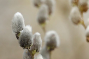 Willow inflorescences in early spring. Close-up photo. Soft focus.