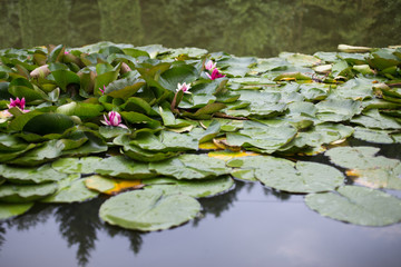 water lilies grow on a pond. white water lily in water