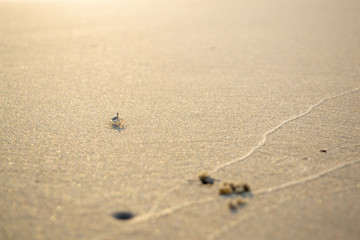 crab in the sand