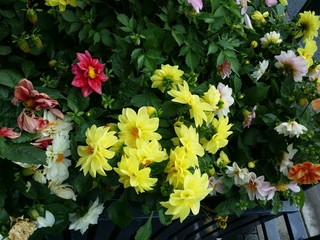 flowers in the garden