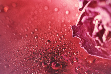 red dried rose with drops of water on a red background. card with flower and bokeh