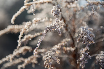 Hoarfrost on plants. A hoarfrost that begins to thaw