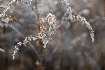Hoarfrost on plants. A hoarfrost that begins to thaw