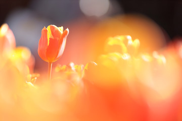 オレンジのチューリップ