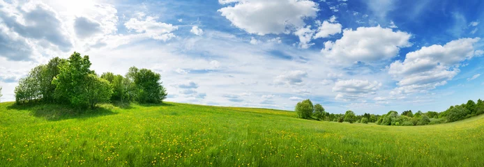 Fototapeten Grünes Feld mit weißem und gelbem Löwenzahn draußen in der Natur im Sommer © candy1812