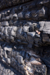 Natural fire ashes with dark grey black coals texture. It is a flammable black hard rock. copyspace