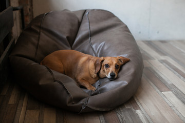 Portrait Of An Dachshund Dog Lying On A Leather Bean Bag Chair
