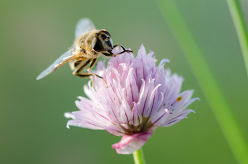 Wild chives with a single honeybee on top