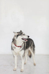 Isolated Portrait Of A Kidskin Dog