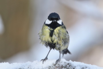 Great tit sitting on the branch. Wildlife scene from nature. Song bird in the winter. Parus major.