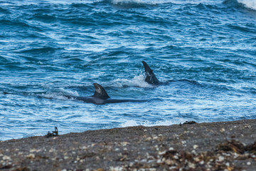 Naklejka premium Killer whale hunting on the paragonian coast, Patagonia, Argentina