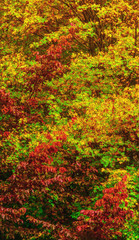 Colorful and vivid autumn leaves