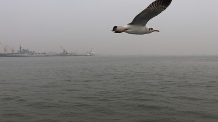 Fototapeta na wymiar A white migratory bird flying over the big sea.