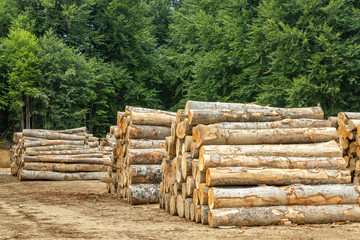 Stumps of felled trees. timber wood trade. Destruction of forests