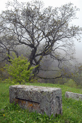Medieval tombstone and a tree. Old Khndzoresk town. Syunik Region, Armenia.