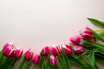 Frame from fresh pink tulips on pink background. Top view. Flat lay. Copy space. Valentines day, mothers day or birthday celebration concept