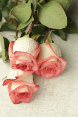 wedding rose pink blossom woman