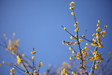 梅の花の風景