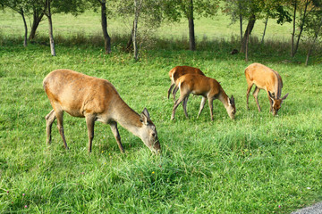 Naklejka na ściany i meble Deer graze on a meadow in autumn