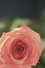 wedding rose pink blossom woman