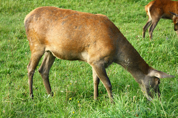 Deer graze on a meadow in autumn