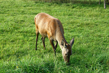 Doe on green grass