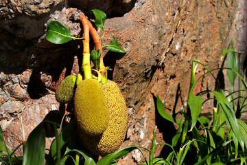 Jack fruits (Artocarpus heterophyllus) on a tree trunk