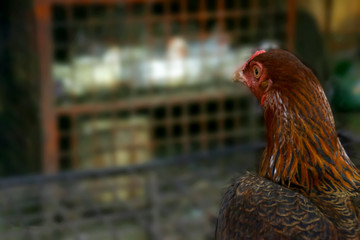 natural wildlife cock in morning