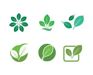 mint leaf illustration vector template