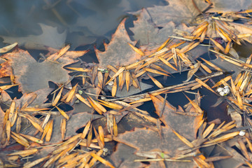 Autumn maple leaves in the water. A pool of water of autumn maple leaves