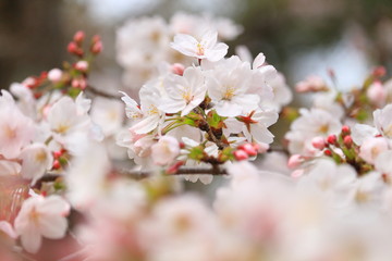 Fototapeta premium sakura