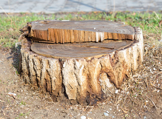 A tree stump in the garden. Old stump in the park